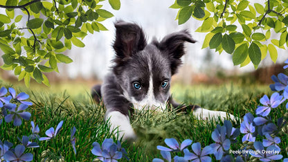 Adobe Photoshop Elements 2023 &amp; Premiere Elements 2023 | PC/Mac Box PC/Mac Box Photoshop &amp; Premiere Elements 2023 - Dealtargets.com